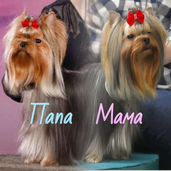 Мальчик Йорк от чемпионов в Москве