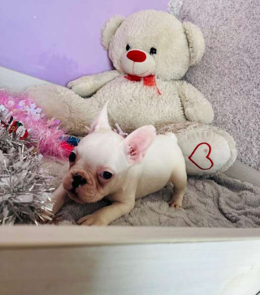 Французский бульдог в Уссурийске фото 3