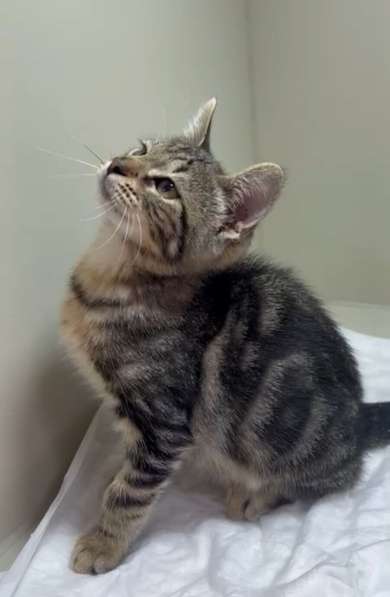 Мраморный котёнок Чип в добрые руки