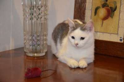 Отдам даром Котенок 6 месяцев