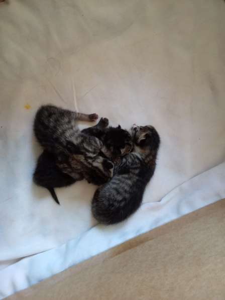 Продам котят