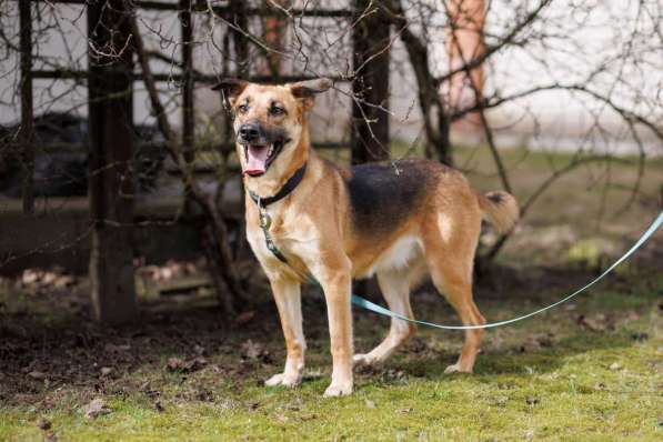 Спасите собаку Лекси, очень срочно нужен дом в 
