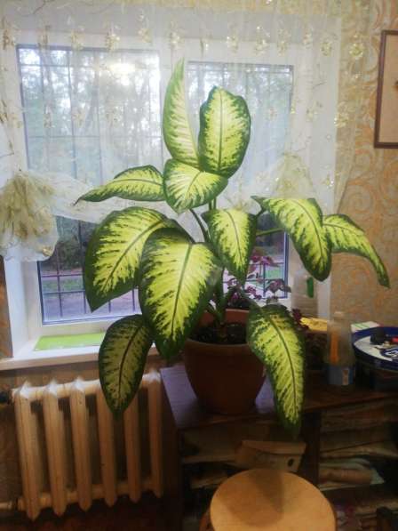Продам цветок