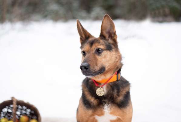 Добряк Стёпа ищет дом в Москве фото 5