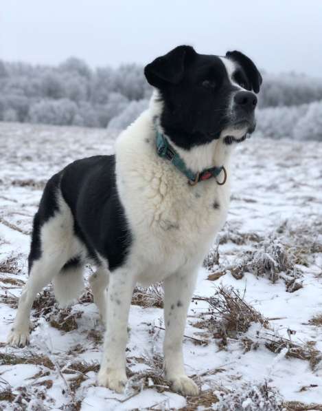 Белый Бим чёрное ухо в Москве фото 7