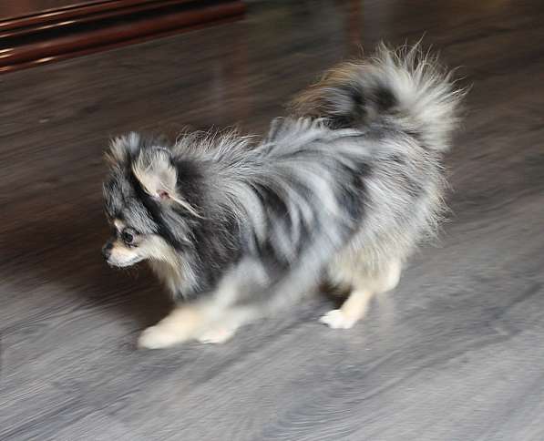 Мальчик медвежонок шпиц в Москве фото 6