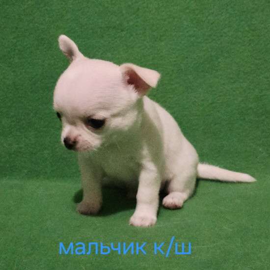 Великолепный мальчик чихуахуа в Москве