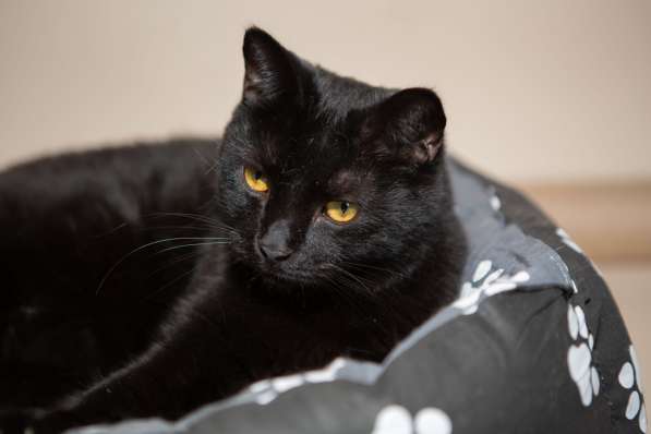 Черный ласковый кот Дэй в дар в Москве