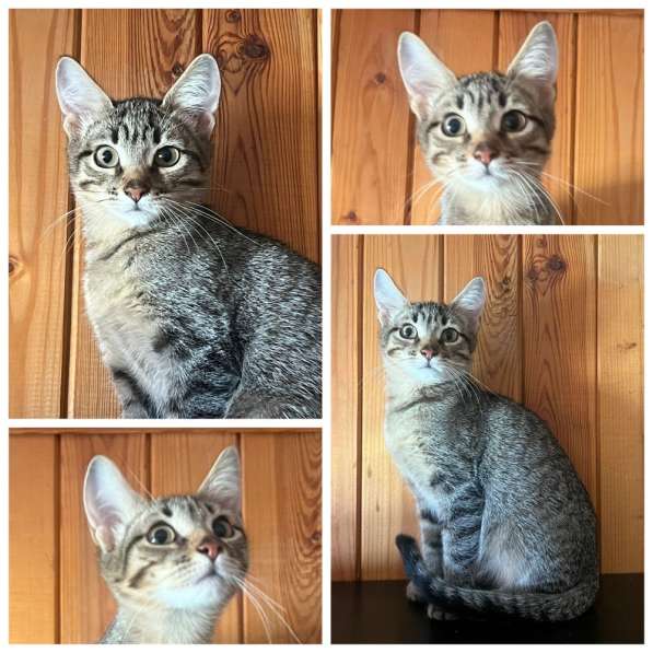 Кошка даром БУСЯНДРА