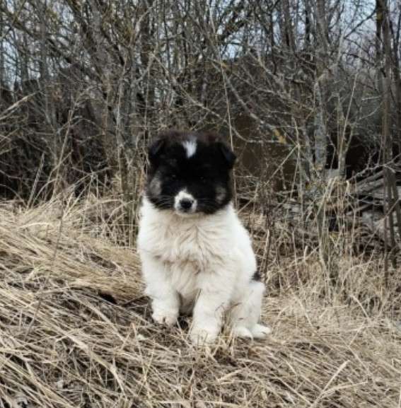 Маленькая Тяпа ищет семью