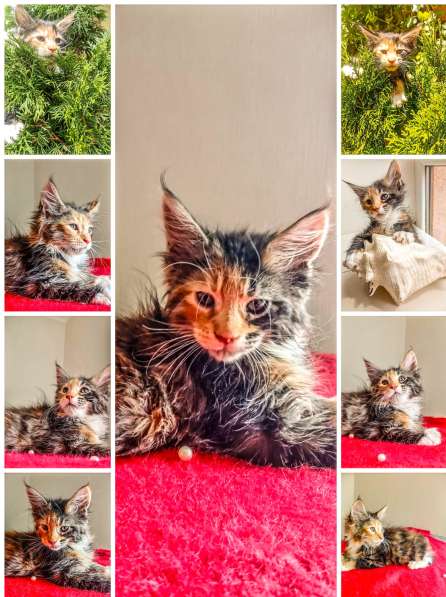 Котята породы Мейн Кун. Все документы в фото 4