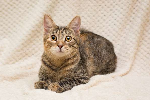 Полосатая трехцветочка котёнок Теюшка в дар в Москве фото 3