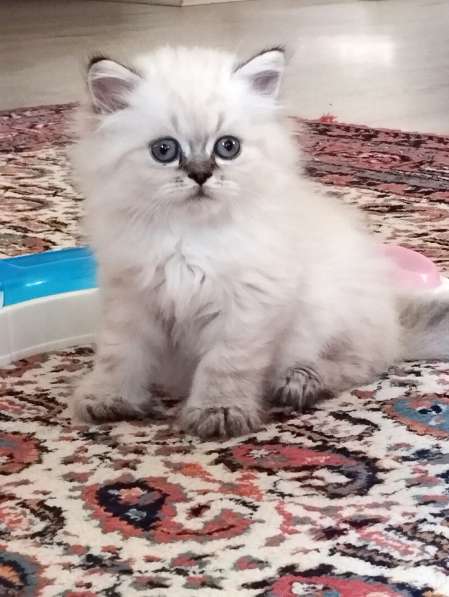 Британские котята