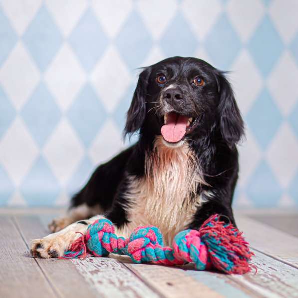 Черный спаниель Таис в добрые руки в Москве фото 3