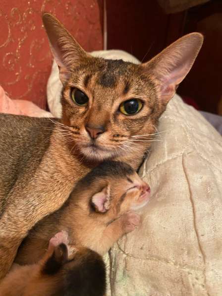 Абиссинские котята в Москве фото 3