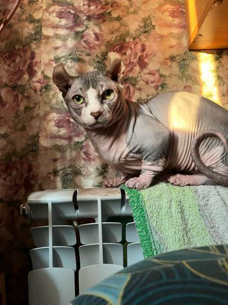 Сфинкс эльф в Липецке