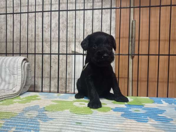 Щенки цвергшнауцера в Москве фото 6