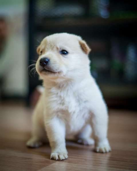 Брюс - белый маленький щенок везунчик в добрые руки в Москве фото 5
