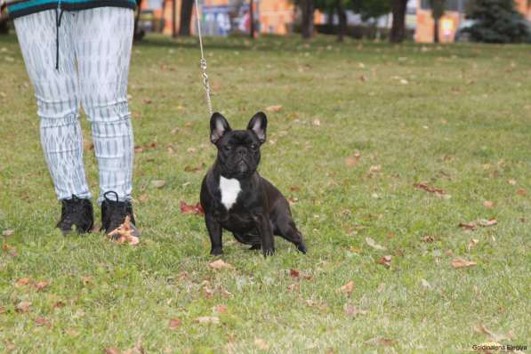 Французский бульдог подрощенная девочка в Москве фото 13