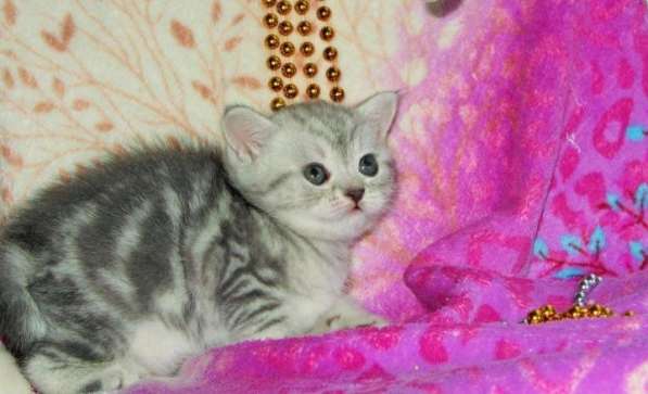 Шотландские мраморные котята в Санкт-Петербурге