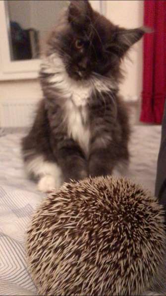 Котёнок Мейн-Кун в Санкт-Петербурге фото 3