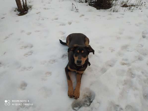 Красавец щенок метис добермана ищет дом в Раменское фото 3