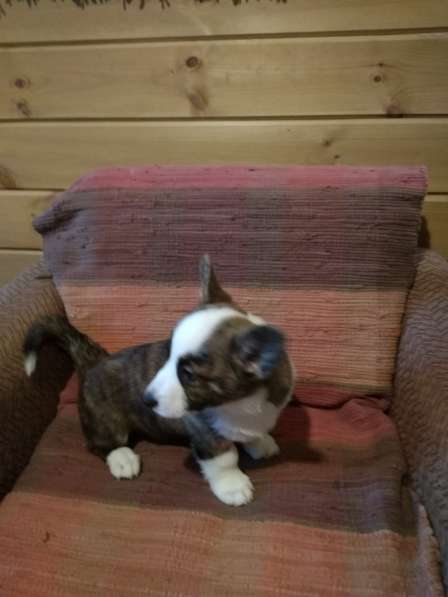 Щенки вельш корги кардиган в Москве фото 10