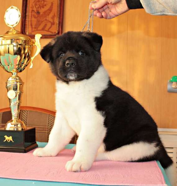 Щенки Американской Акиты в Нижнем Новгороде фото 10