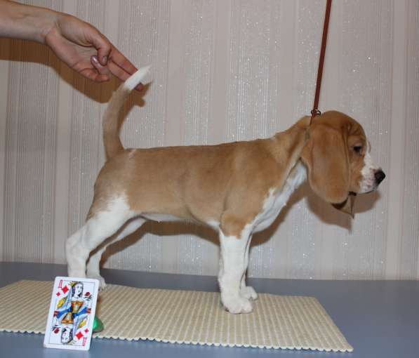 Щенки бигля в Тосно фото 15