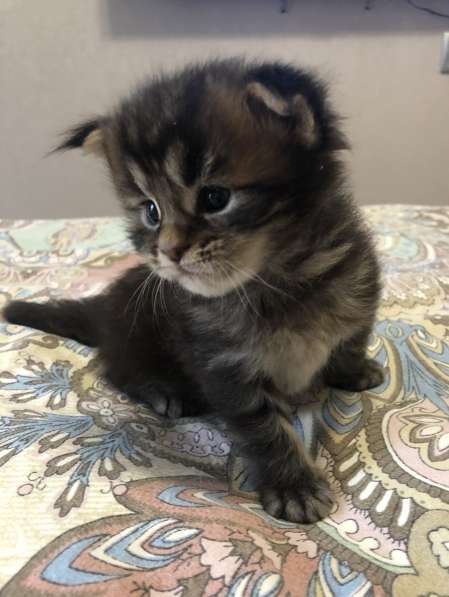 Котята мейн-кун в Новосибирске фото 26