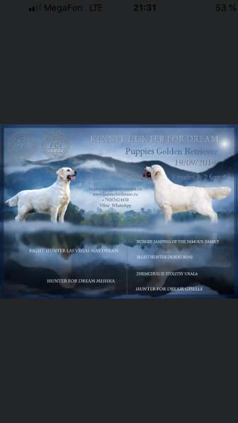 Щенки золотистого ретривера. Питомник в Ногинске фото 10