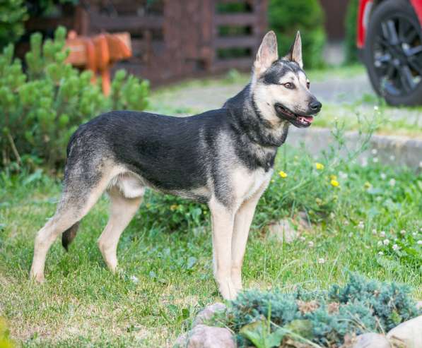 Овчарка Джефф в добрые руки в Москве фото 14