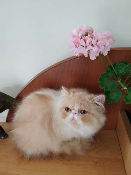 Персидский котенок, кошечка в Симферополе