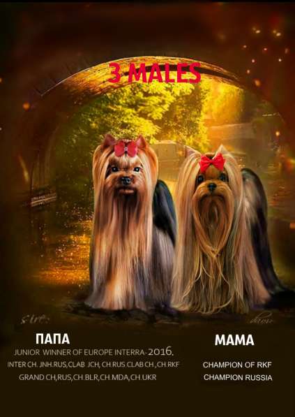 ЙОРКШИРЕНОК РКФ ОТ ЧЕМПИОНОВ в Москве