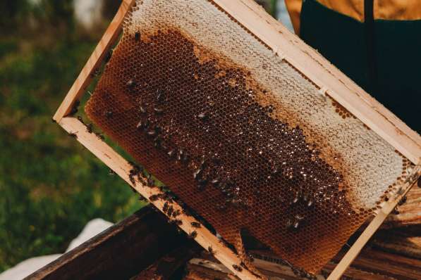 20 пчелосемей в Барнауле фото 3
