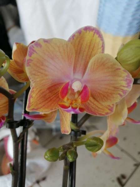 Орхидеи в Невинномысске фото 6
