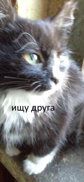 Котята ищут новый дом и заботливого друга в Кирове фото 8
