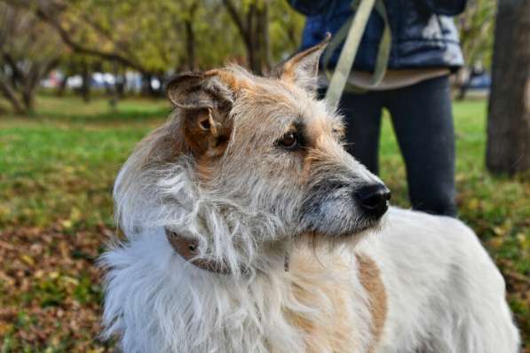 Обаятельная Скрепка ищет семью в Москве фото 15