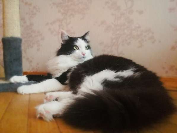 Шикарный котик Май – ласковый красавец! Ищет дом! в Москве фото 4