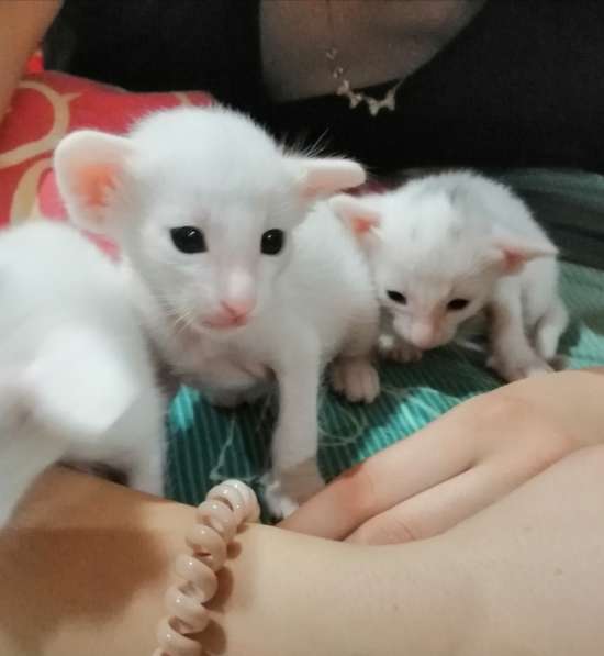 Ориентальный котик в Тюмени фото 10