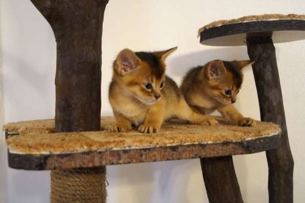 Абиссинские красотки в Туле фото 8