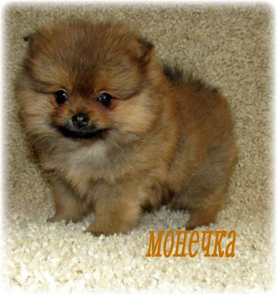 Щенки-Немецкий Малый Шпиц в Рыбинске фото 10