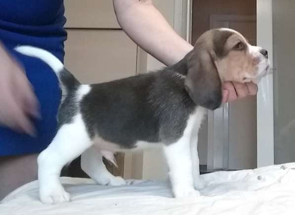 Щенки Бигля в Москве фото 3