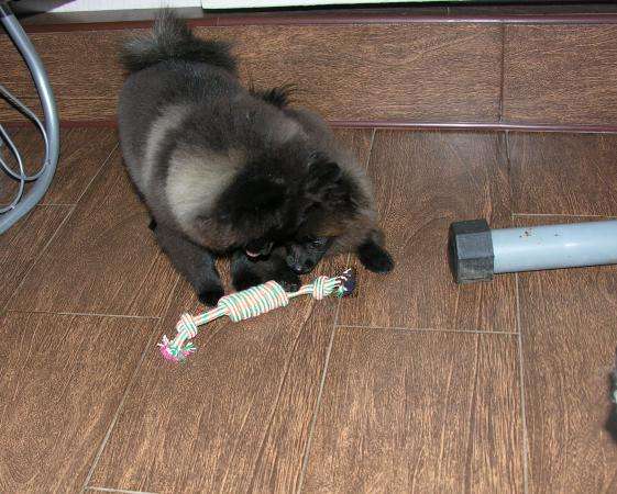 Щенки шпица померанца чёрные девочки в Москве