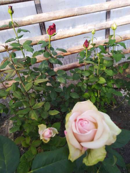 Розы с грядки в Самаре фото 5