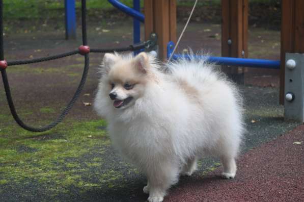 Себастьян Барон С Рублевки в Москве фото 4