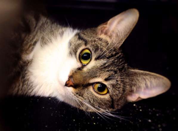 Нежная Ниагара мечтает о теплых домашних буднях в Москве