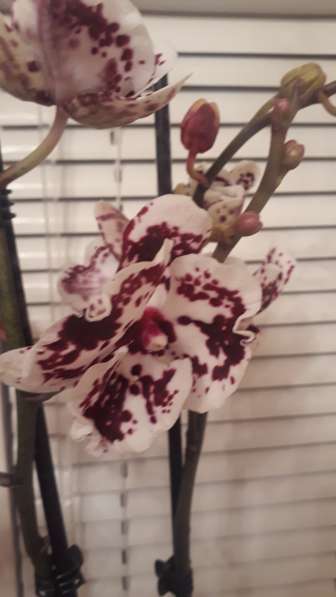 Орхидея в Самаре фото 8
