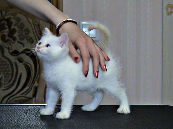 Шотландские котята в Копейске фото 9