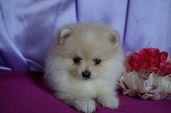 Шпицы мальчики и девочки в Москве фото 11